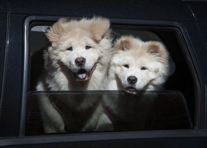 Ternyata Ini Alasan Kenapa Anjing Suka Mengeluarkan Kepalanya Di Kaca Mobil, Simak Penjelasannya!