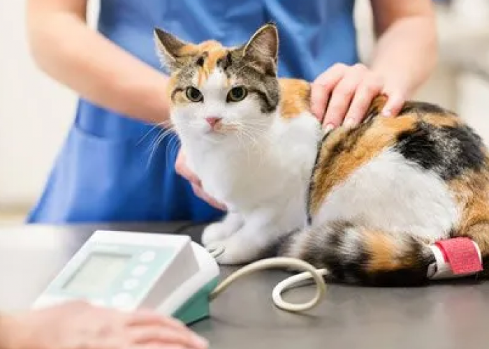 5 Langkah Untuk Mencegah Kucing Hamil, Tanpa Perlu Steril! Simak Caranya Disini!