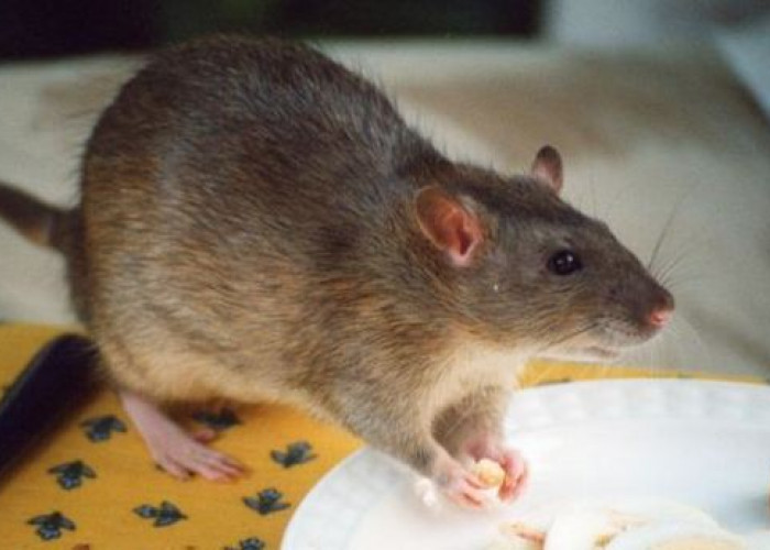 JANGAN DIABAIKAN! Berikut Deretan Bahaya Urin Tikus Bagi Kesehatan Manusia