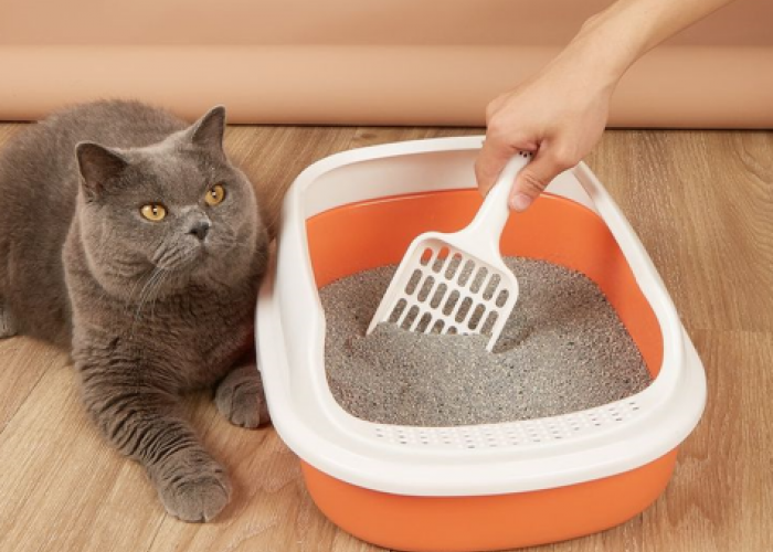 Begini Cara Membersihkan dan Membuang Kotoran Kucing dari Kotak Pasir Kucing dengan Mudah