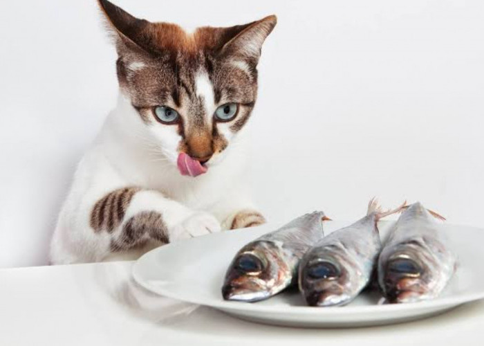 Oh Ternyata! Ada Jenis Ikan yang Tidak Boleh Dimakan Kucing, Bisa Membuat Sakit