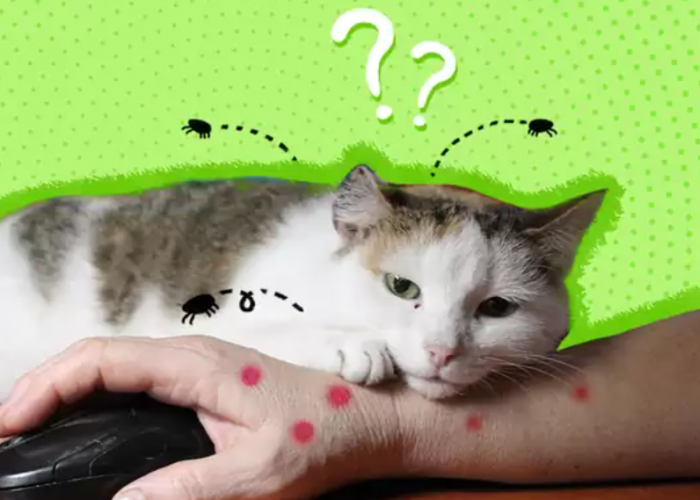 Anabul Sehat Bebas Kutu, 5 Rekomendasi Shampo Kucing Anti Kutu Sekaligus Melebatkan Bulu