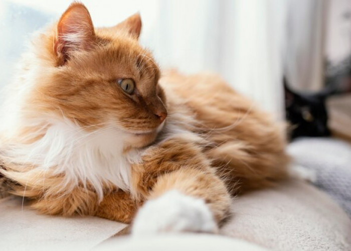 5 Perawatan Wajib untuk Kucing Ras Persia, Jangan Sampai Luput Anabul Lovers!