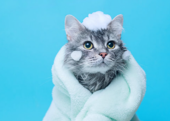 Mahal Beli Sampo Khusus Kucing? Pakai 5 Alternatif Sabun untuk Memandikan Kucing Ini Aja!