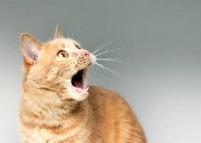 Ternyata Kucing Juga Baperan Ketika Tidak Bahagia Lho, Yuk Simak 6 Tanda Kucing yang Sedang Tidak Bahagia 