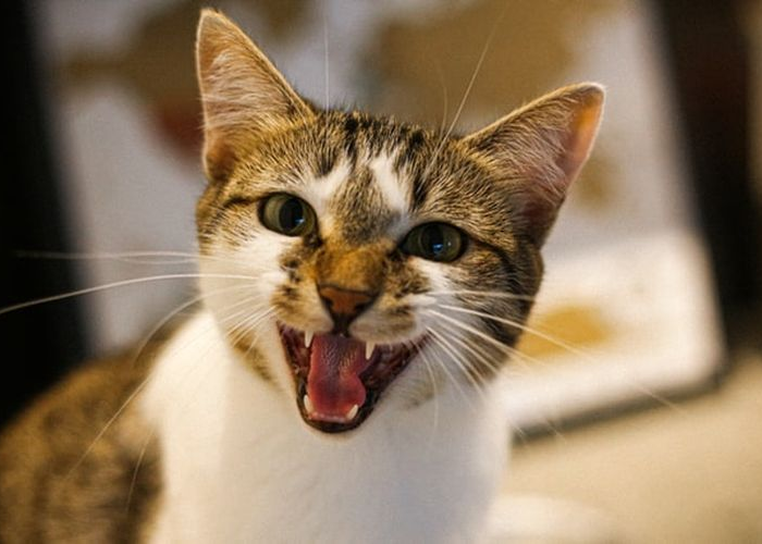 Mendadak Galak, Ini Penyebab Kucing Bersikap Agresif Beserta Cara Mengatasinya