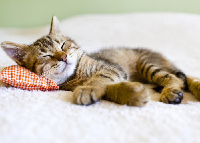 Sering Dianggap Sepele, 6 Kebiasaan yang Disenangi Kucing, Ternyata Bisa Bikin Kucing Makin Aktif dan Bahagia!