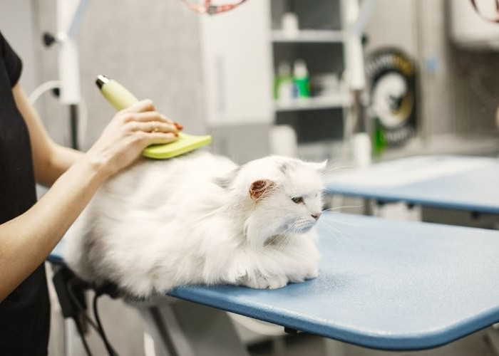 Inilah 6 Cara Merawat Kucing Peliharaan yang Harus Dilakukan Majikan agar Kucing Sehat dan Bahagia
