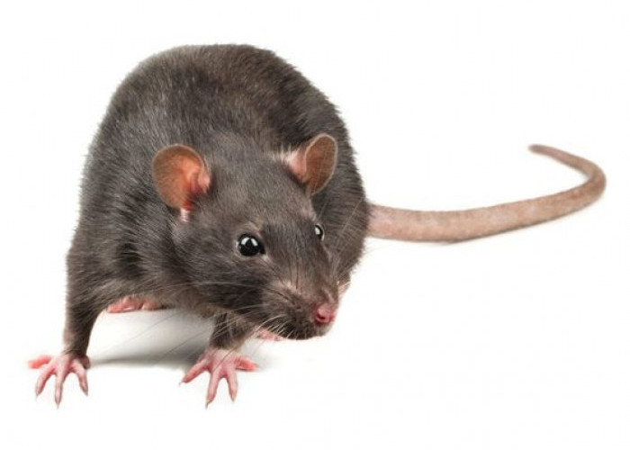 Bikin Tikus Curut Ketar-ketir! Ini Cara Mengusir Tikus di Rumah dengan Baking Soda yang Jarang Diketahui Orang