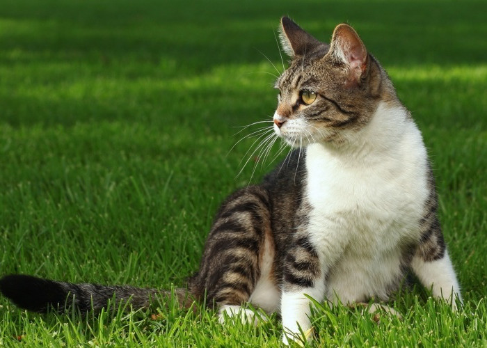 4 Penyebab Kucing Kampung Susah Gemuk, Padahal Kucing Kampung Mayoritas Pemakan Segalanya