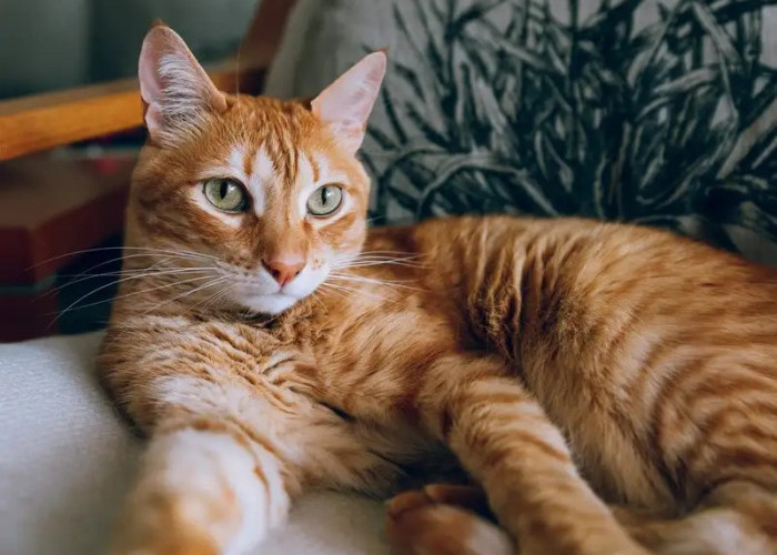 5 Ciri Kucing Kampung Memiliki Karakter Menyenangkan dapat Dijadikan Hewan Peliharaan di Rumah
