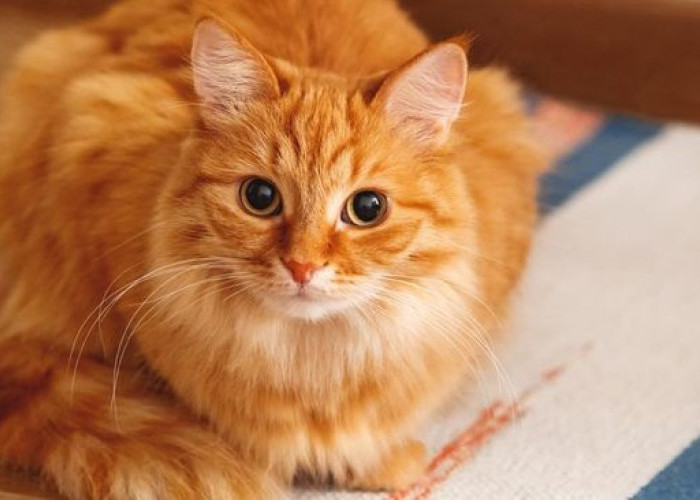 Keunikan 112 Nama Kucing Oren dengan Karakter Ceria dan Artinya, Cocok Untuk Peliharaan Kesayangan!