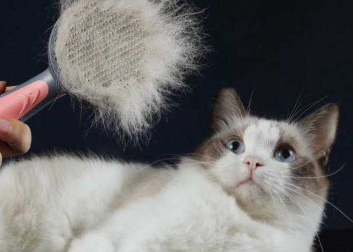 Bulu Kucing Rontok Parah? Ternyata Ini Penyebab Dan Cara Mengatasinya