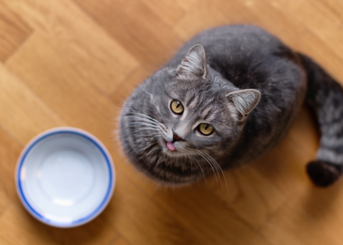 Tidak Ada Sisa Makanan Lagi, 5 Cara Agar Kucing Menghabiskan Makanannya, Anabul Jadi Gemuk dan Sehat