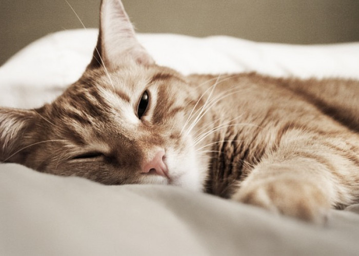 Berapa Lama Kucing Bisa Hidup? Ternyata Ini 5 Faktor yang Mempengaruhi Umur Kucing, Apa Saja?