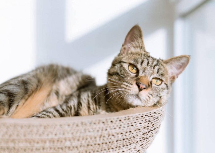 Mudah dan Nyaman! Ini 3 Cara Membuat Kasur Untuk Kucing Kampung, Agar Tidak Kedinginan dan Semakin Betah