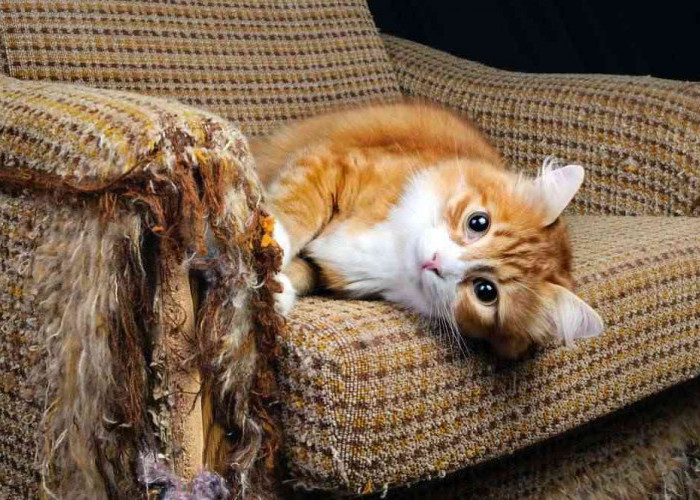 Jangan Menghukum Anabul, Inilah 4 Cara Mengatasi Kebiasaan Kucing Mencakar Sofa