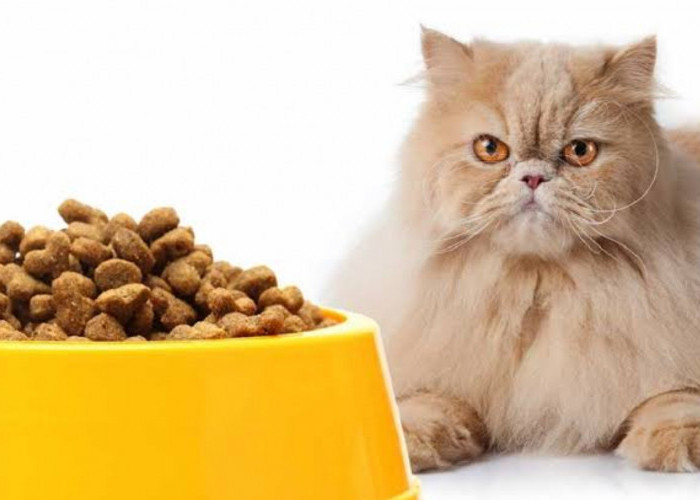 Cara Membuat Makanan Kucing Ras Sendiri, Mudah dan Murah, Bisa Pakai Agar-agar
