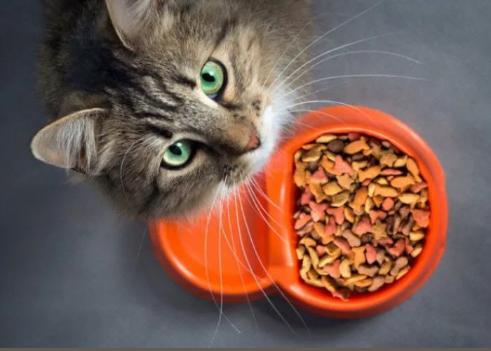 Jangan Asal Kasih Makan! Inilah 4 Cara Memilih Makanan Kucing yang Sehat