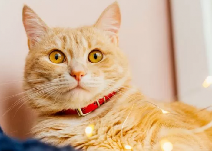 Sering Dilakukan Manusia, Apakah Kucing Suka Diberi Kalung dan Apakah Berbahaya untuk Anabul?