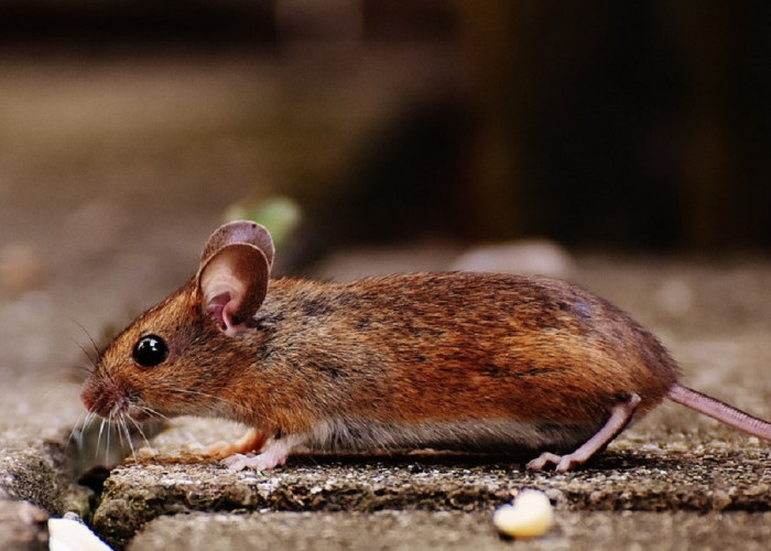 Buat Tikus Pergi Menjauh Dari Rumah, Berikut 5 Aroma Alami Yang Tidak Disukai Tikus
