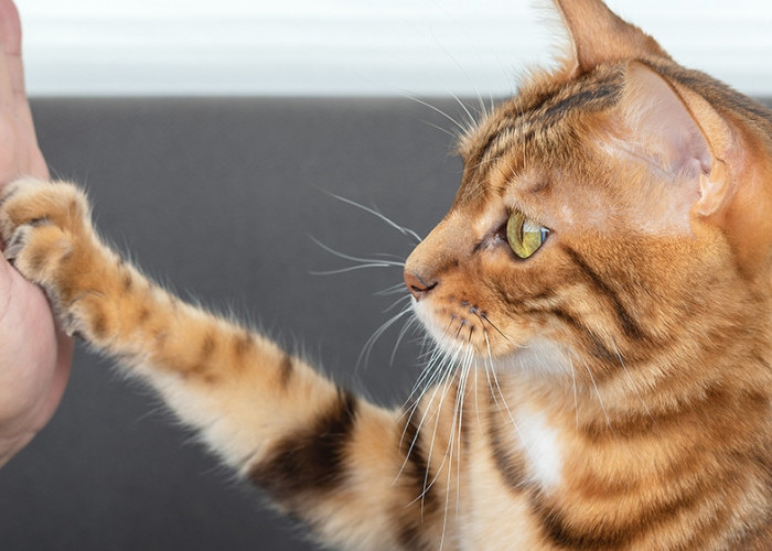 5 Cara Melatih Kucing Agar Nurut Saat Dipanggil, Ternyata Mudah Lho! Yuk Coba Lakukan Pada Anabul