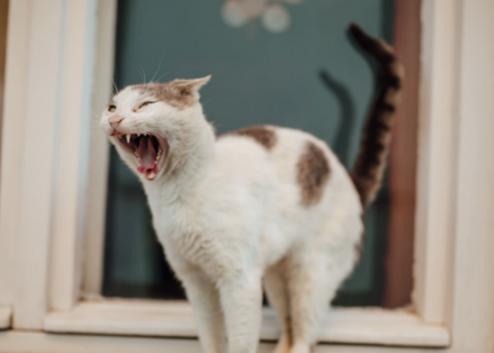 Pemilik Anabul Wajib Tahu! 7 Bahasa Tubuh Kucing dan Artinya yang Umum Diketahui