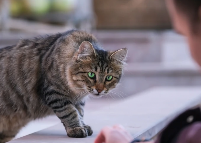 Sering Tidak Disadari! Ini 5 Manfaat Memelihara Kucing Liar atau Kampung, yang Penting Untuk Diketahui!