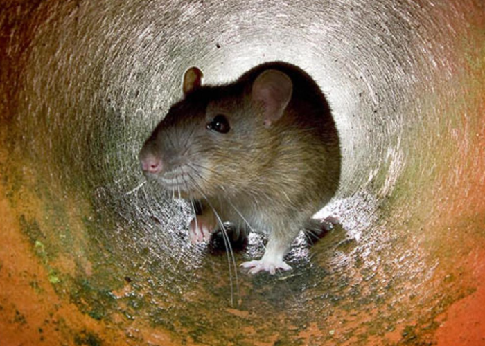 Bukan Cuma Kebersihan, Ini 5 Kebiasaan yang Mengundang Tikus Masuk ke Rumah yang Jarang Disadari