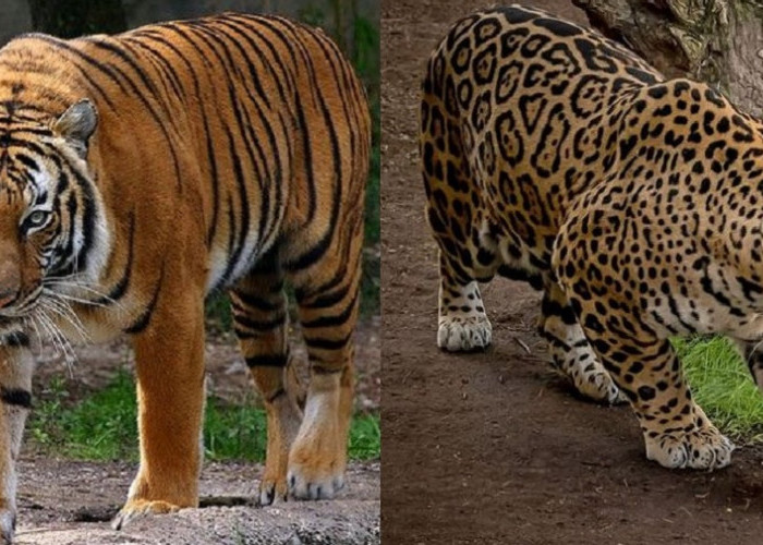 Sering Dikira Mirip, Ini Dia 5 Perbedaan Harimau Jawa dan Macan Tutul Jawa, Apa yang Membedakannya?
