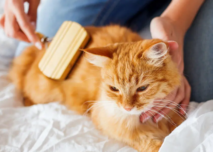 Sebelum ke Dokter Hewan, Ini 4 Cara Mengatasi Kutu Pada Kucing Paling Efektif dan Mudah