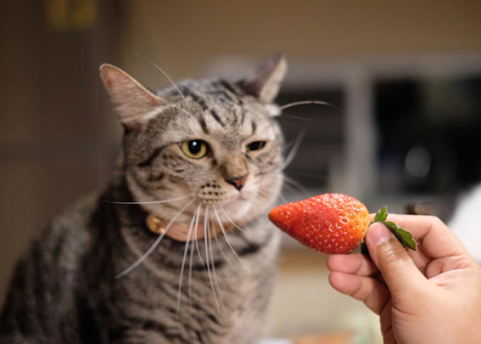 Apakah Kucing Boleh Makan Buah? Buah Apa yang Aman Dikonsumsi Kucing? Simak Disini!
