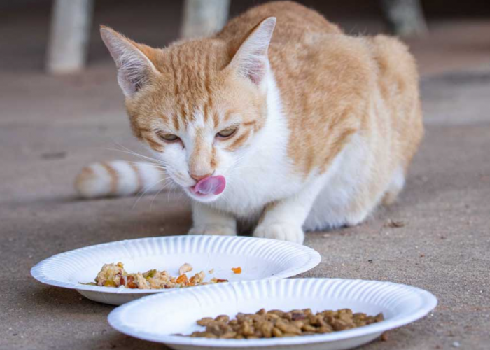 Jadi Mirip Kucing Ras, 6 Jenis Makanan Kucing Kampung supaya Gemuk dan Gembul Berbulu Lebat