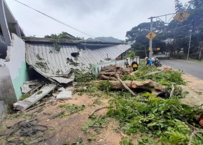 Hati-Hati Lewati Jalur Cirebon-Kuningan, Marak Pohon Tumbang