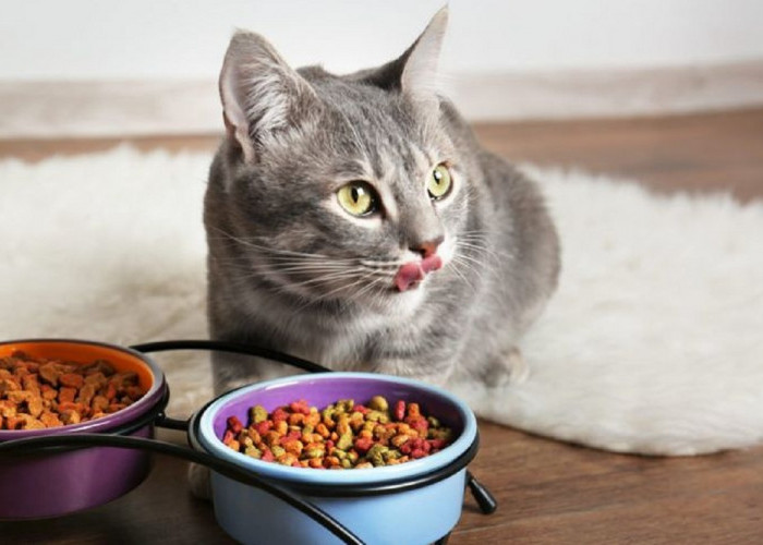Apakah Mengkonsumsi Makanan Kucing di Perbolehkan Bagi Manusia? Ternyata Boleh Asalkan