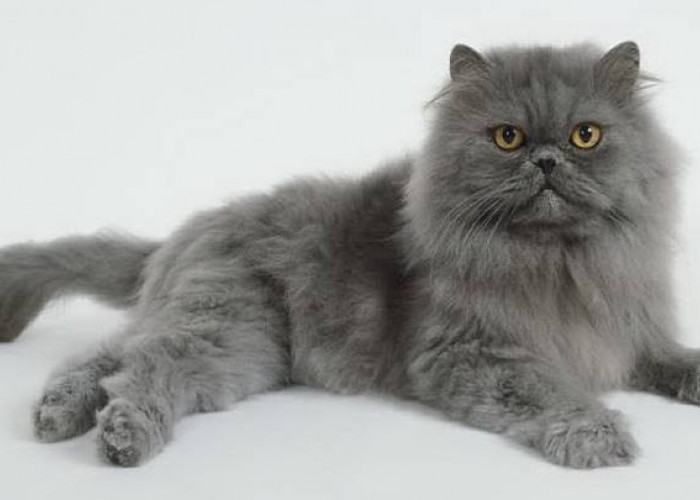 Membangkitkan Semangat! Inilah 5 Cara Menghibur Kucing Sedang Sedih Bikin Kucing Merasa Disayang