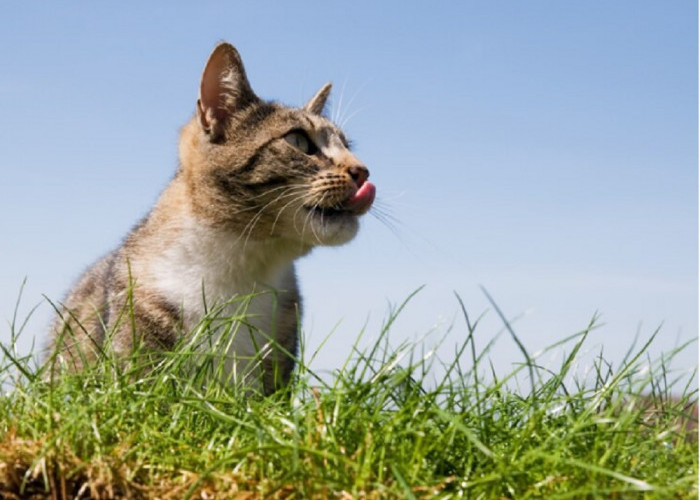 3 Alasan Penting Kenapa Kucing Memakan Rumput Saat Ia Sedang Sakit, Yuk Simak Disini