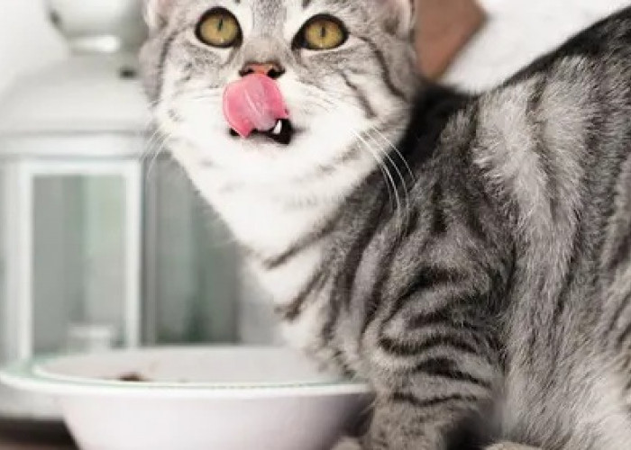 Inilah 4 Makanan Kucing Murah yang Menjadi Incaran Pecinta Anabul, Ternyata Memiliki Kualitas Terbaik 