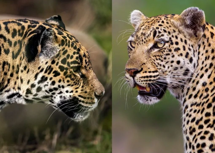 Sama-Sama Punya Corak Bintik Hitam, Ini 3 Perbedaan Macan Tutul dan Jaguar, Termasuk Interaksi dengan Manusia