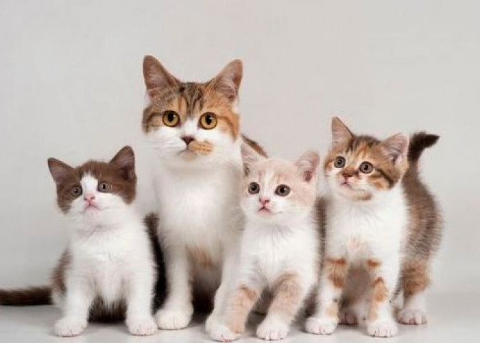 Mengungkap Fakta Tersembunyi Di Balik Kelembutan Bulu Kucing! Ternyata Inilah 7 Manfaat Bulu Kucing 