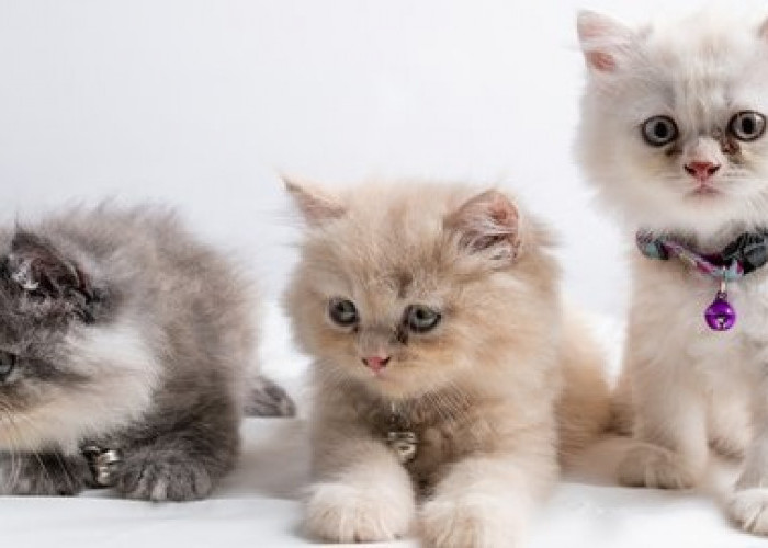 5 Jenis Kucing Peliharaan Untuk Edukasi Anak, Agar Memiliki Karakter Disiplin, Tanggungjawab dan Penyayang