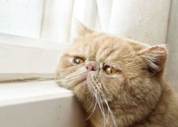 Kucing Stres Karena Pindah Pemilik? Lakukan 5 Cara Ini Untuk Mengatasinya!