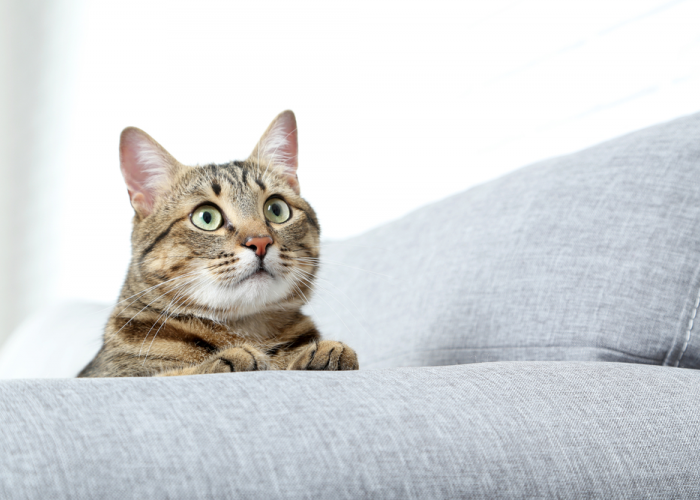 5 Arti Gerakan Mata Kucing yang Penuh Makna, Bisa Membaca Ekspresi dan Perasaan Melalui Tatapannya