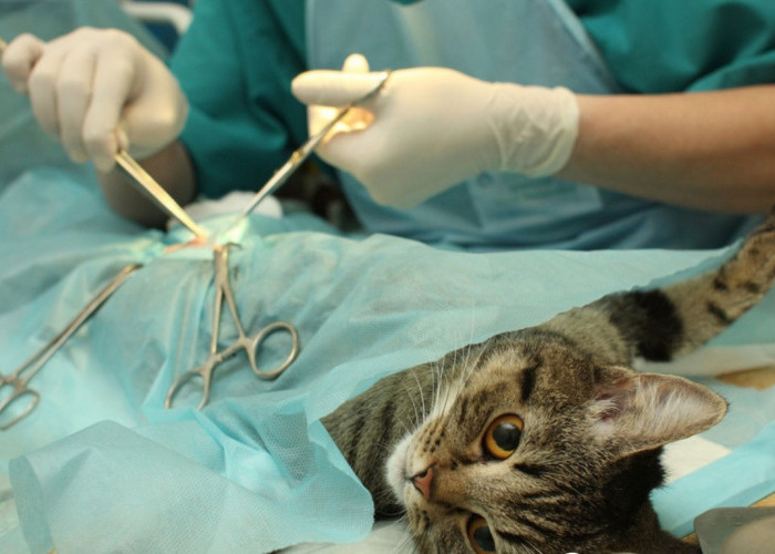 Penting Untuk Diperhatikan, Inilah 10 Penyakit Pada Kucing yang Rentan Terjadi Beserta Ciri-Cirinya