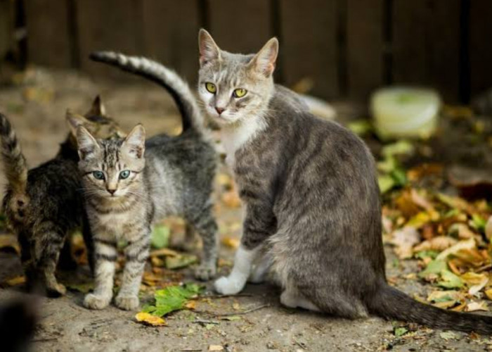 Cara Mengusir Kucing Kampung yang Sering Berak Sembarangan, Ini Bahaya Buat Lingkungan Rumah