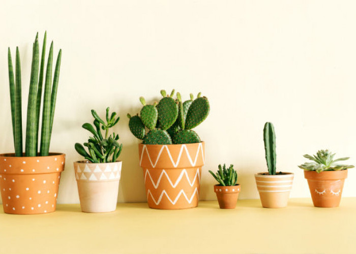 5 Tips Merawat Tanaman Kaktus di Dalam Ruangan, Agar Tumbuh dengan Baik dan Tidak Mudah Mati