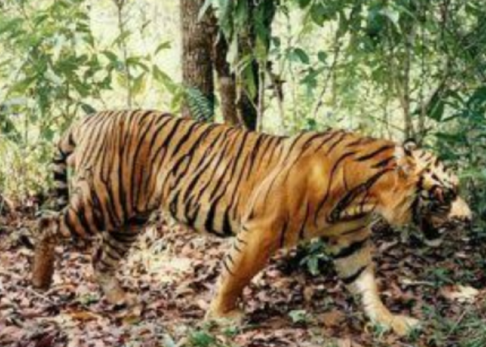 Ungkap 4 Penelitian Terbaru Harimau Jawa! Apakah Belum Punah dan Masih Berkeliaran Hingga Sekarang?
