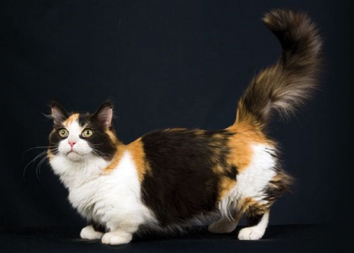 Mengenal Lebih Dekat Kucing Munchkin, Si Kaki Kecil Imut yang Menggemaskan