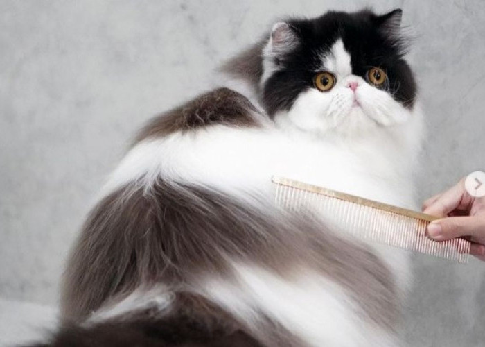 Bingung 'Atasi Bulu Rontok' Pada Kucing Peliharaan? Inilah 5 Tips Ampuh Obati Bulu Rontok Dengan Mudah