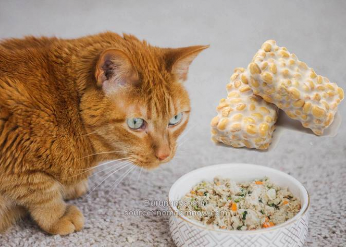Cara Mudah Mengolah Makanan Kucing dari Tempe dan Telur, Sehat dan Lezat!
